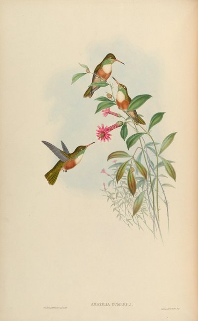 Amazilia dumerili door John Gould